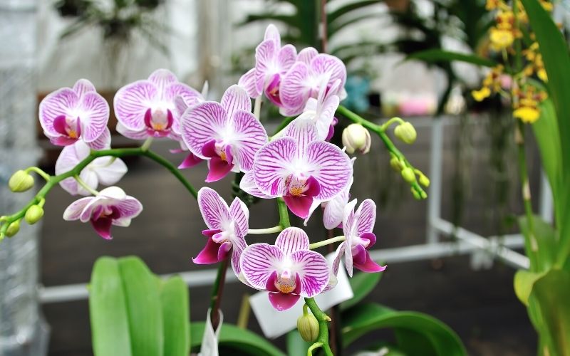 Comment tailler une orchidée ? Ces erreurs à éviter