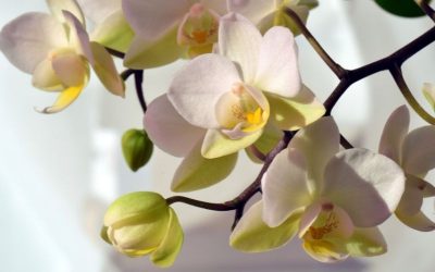 Nos conseils imparables pour bien réussir l’arrosage des orchidées !