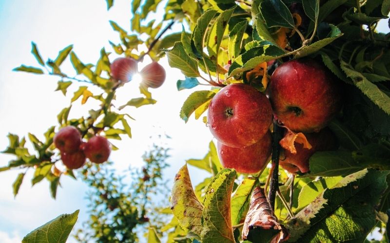Taille des arbres fruitiers : 15 conseils de pro pour la réussir